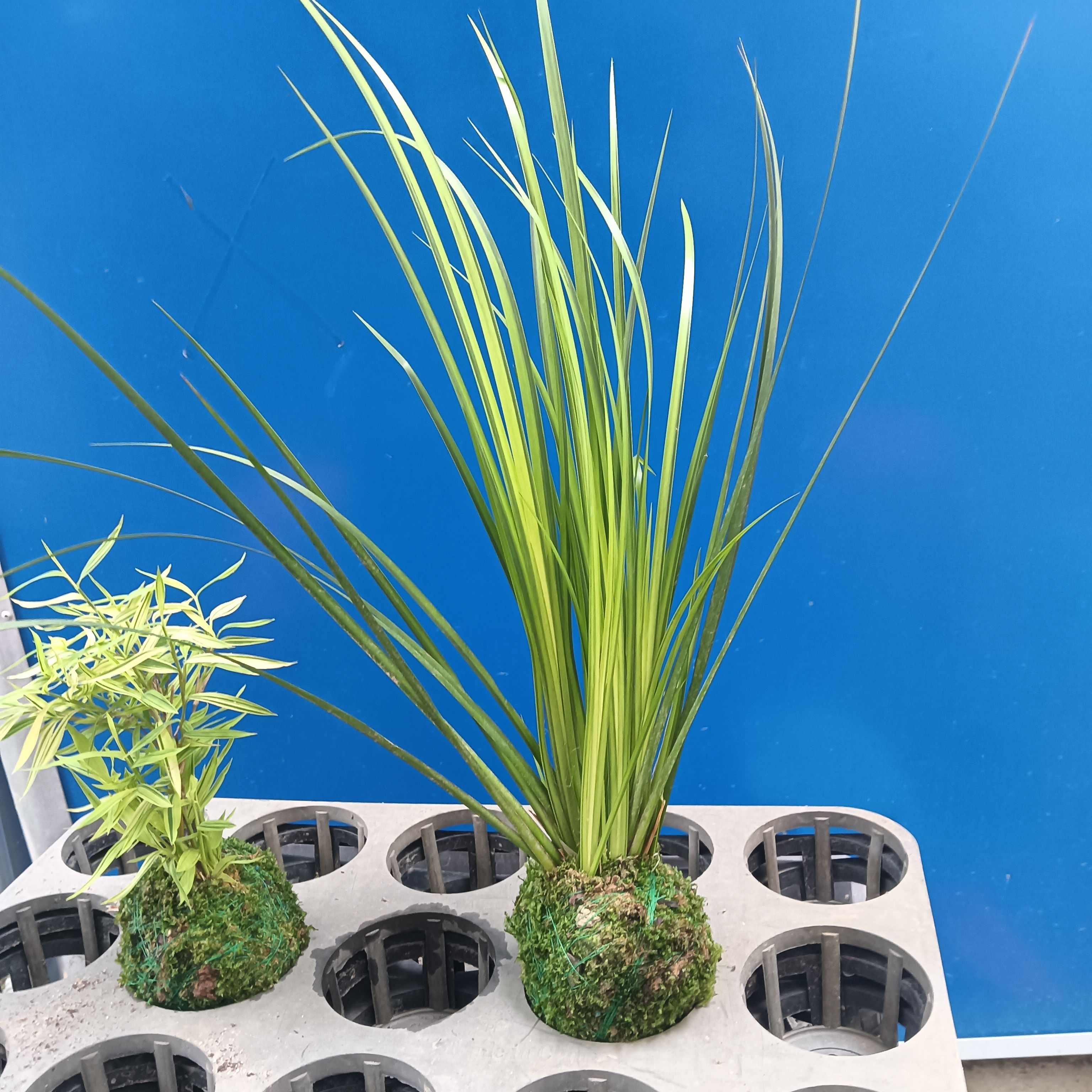 苔藓球菖蒲及黄金姬翠竹客厅办公室桌摆好养易活