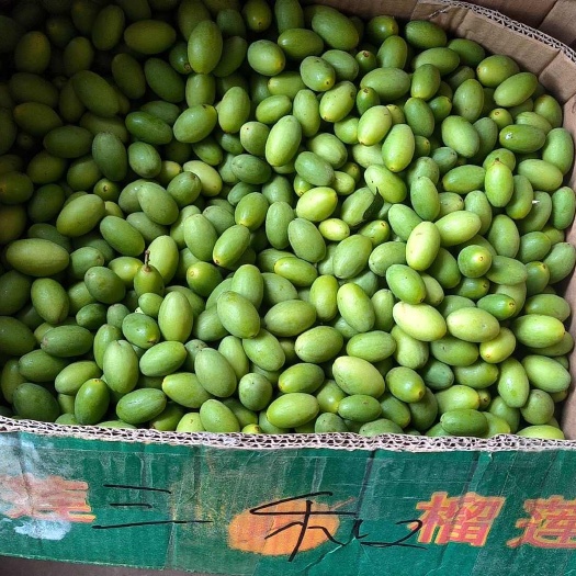 湛江青橄榄，新鲜橄榄，橄榄