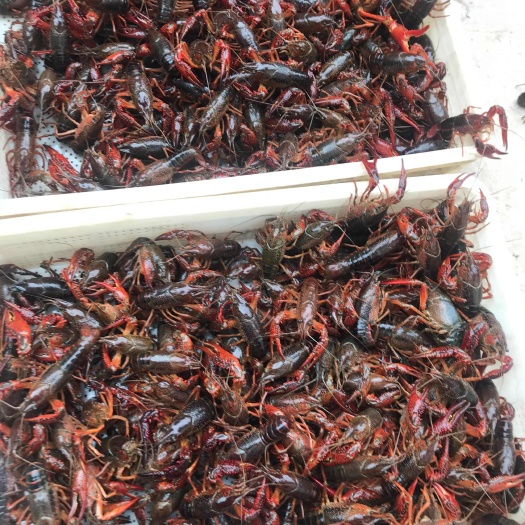 泸州小中大有货
