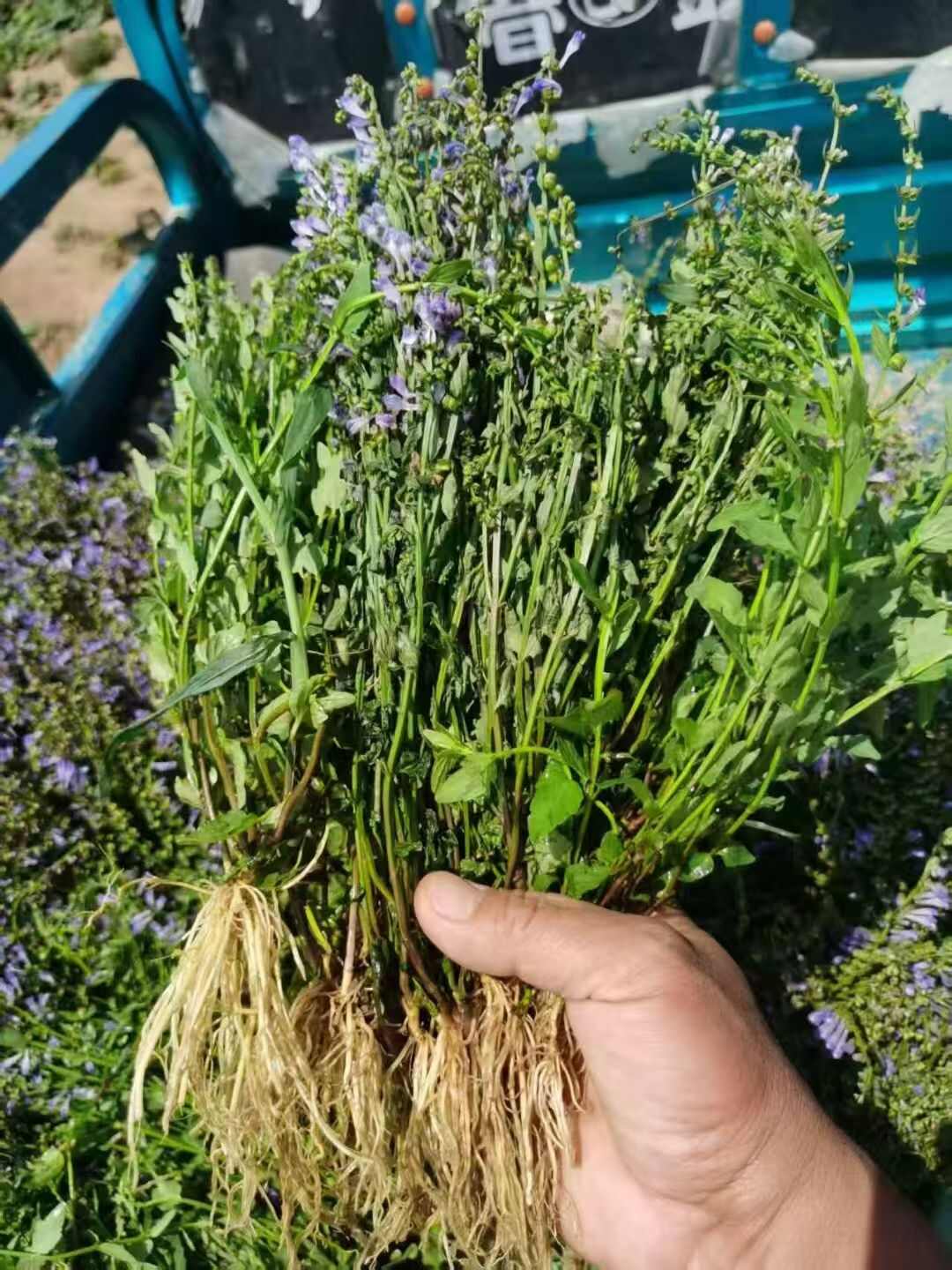 【精品手选】整棵带根优质半枝莲，短杆色青 水洗干净，天然晾晒