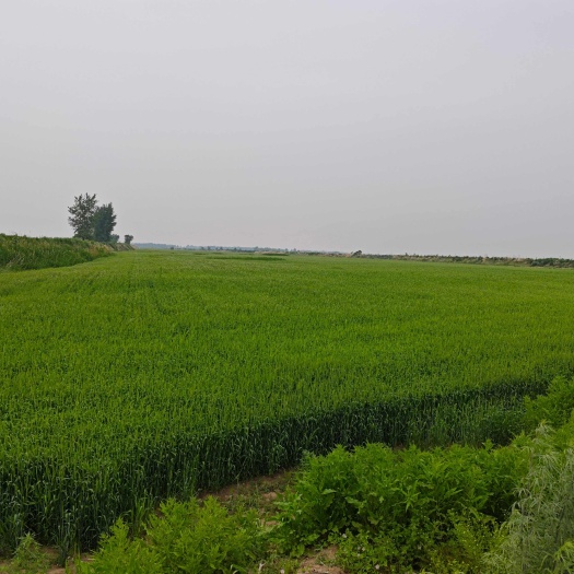 沈阳2025新小麦