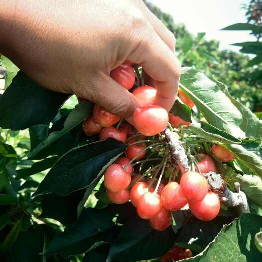 【实力】沙蜜托山西临汾产地直销可视频看货