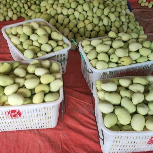 圣德龙芒果缅甸圣德龙潞江坝