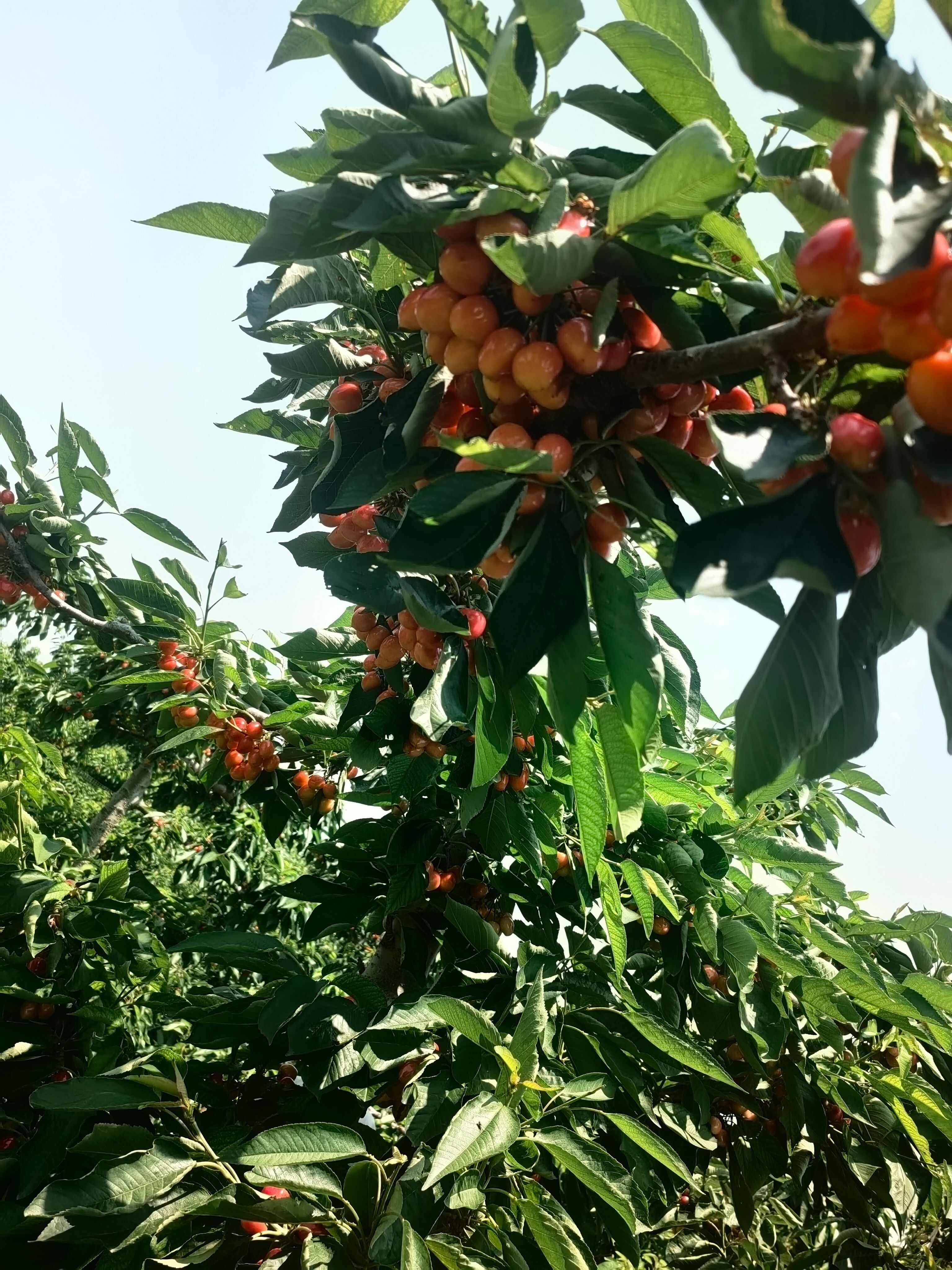 【实力】沙蜜托山西临汾产地直销可视频看货