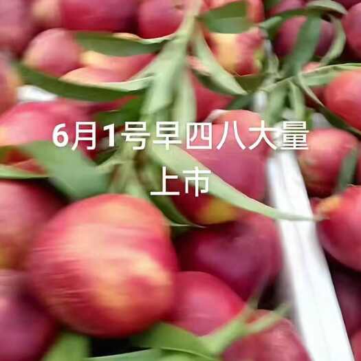 砀山县48油桃