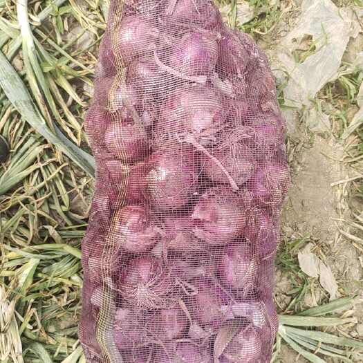商河县山东济南商河县新鲜洋葱批发 高品质蔬菜源头供应