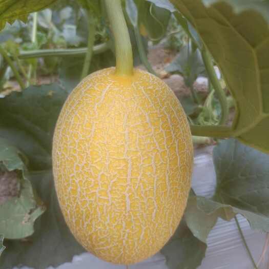 睢县凤金6号，晓蜜，网纹瓜。