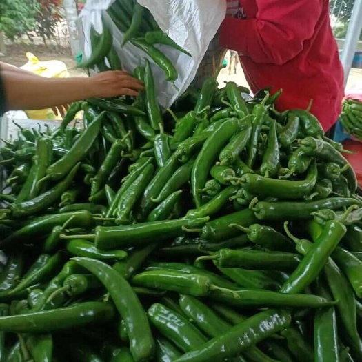 尖椒大青椒牛角椒产地直发 优质辣椒产地直供 当日发货