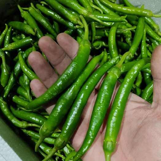 夏邑县杭椒