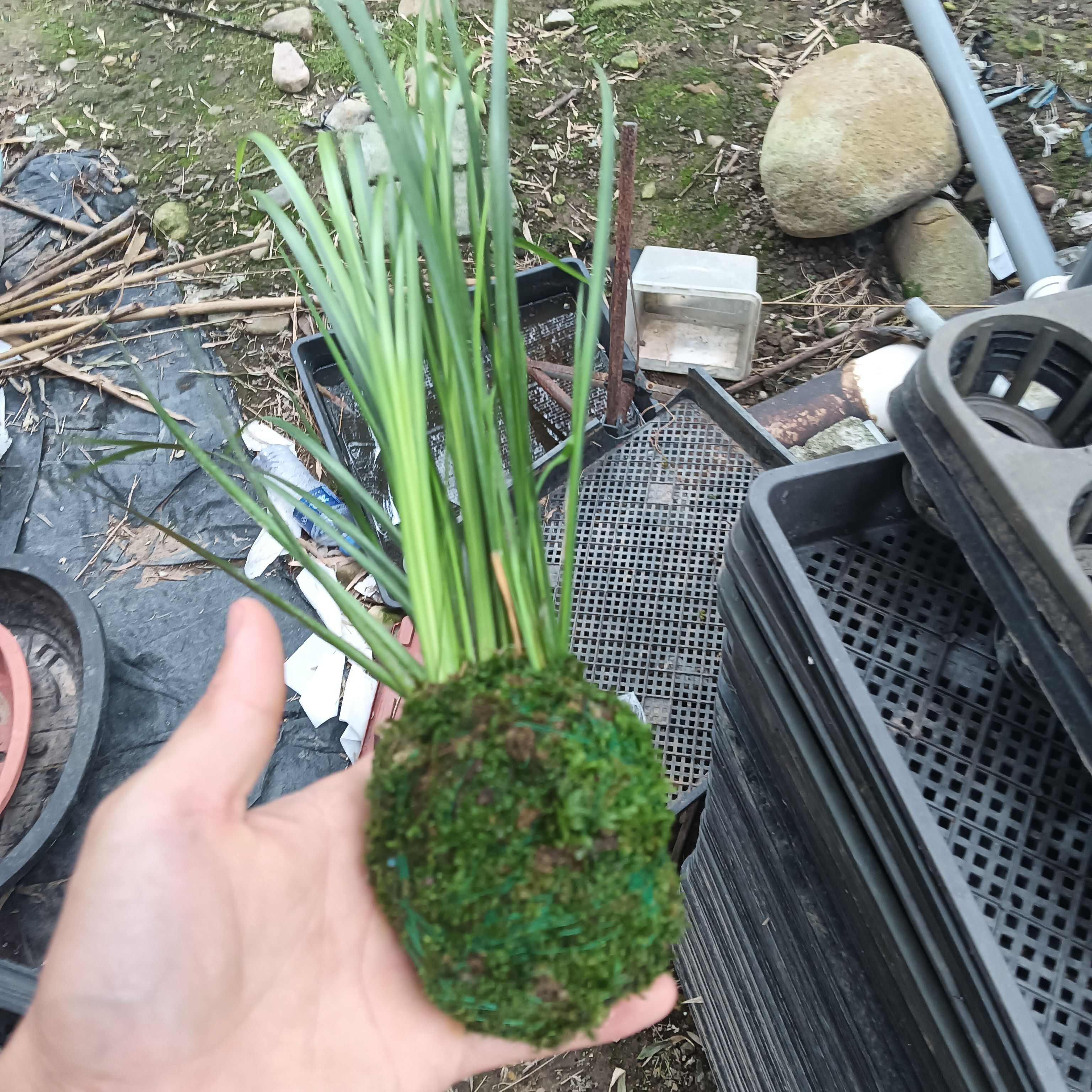 苔藓球菖蒲及黄金姬翠竹客厅办公室桌摆好养易活