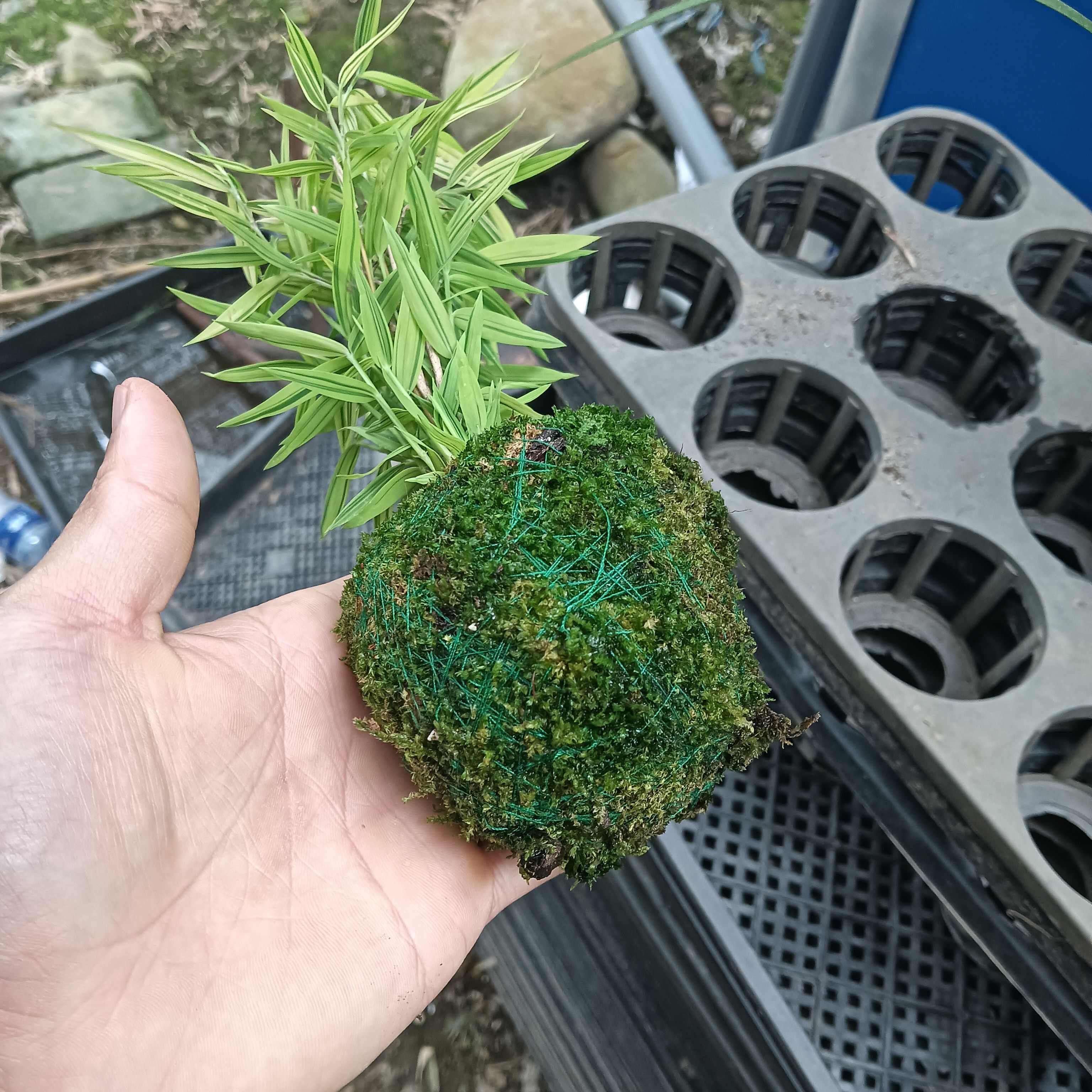 苔藓球菖蒲及黄金姬翠竹客厅办公室桌摆好养易活