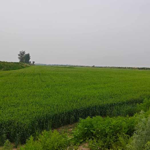 沈阳小麦秸秆