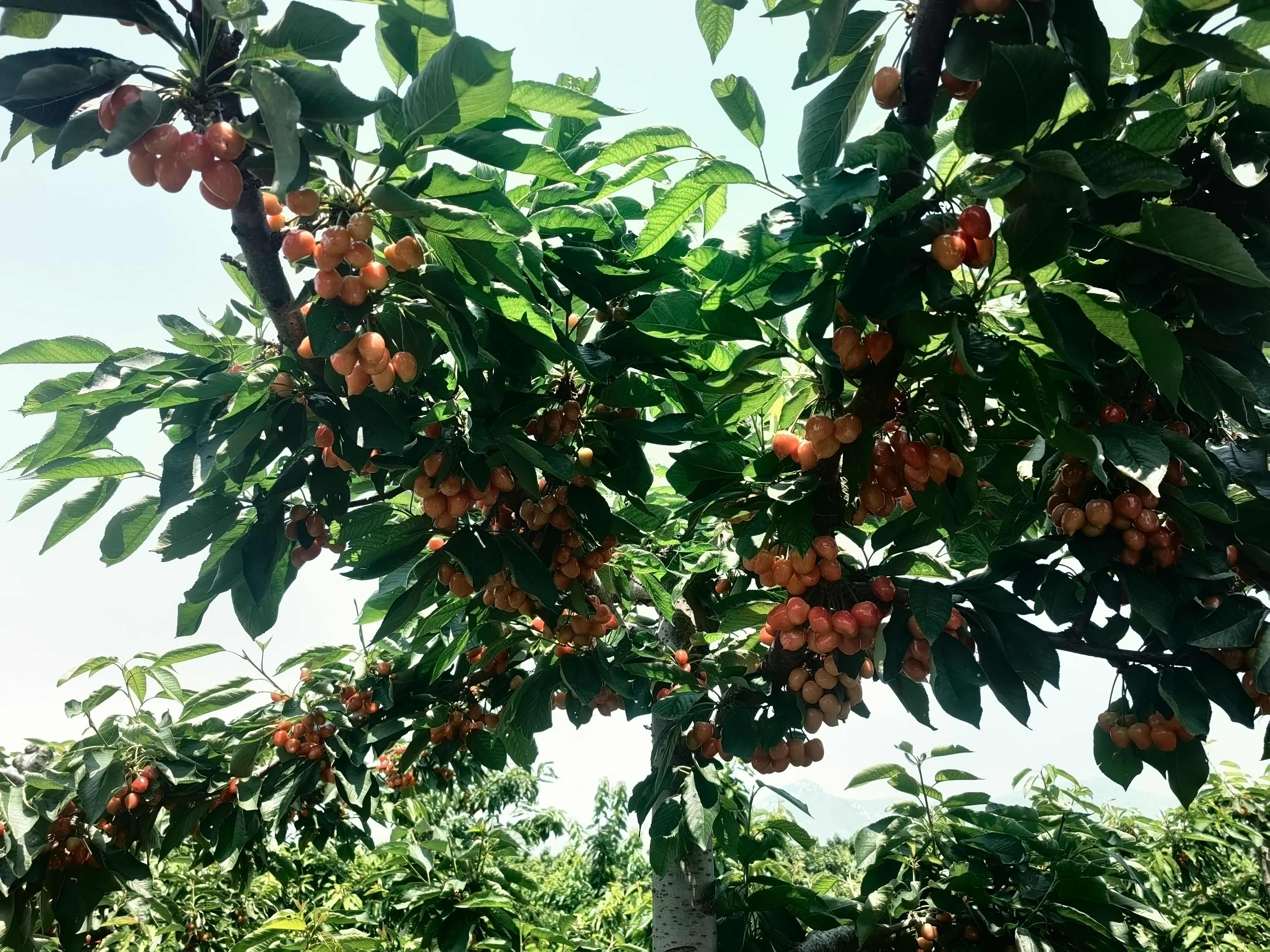 【实力】沙蜜托山西临汾产地直销可视频看货