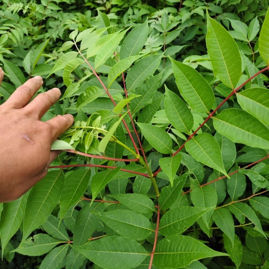 筠连县基地直发大量厚皮打叶川黄柏苗出售，欢迎各位老板前来拍单