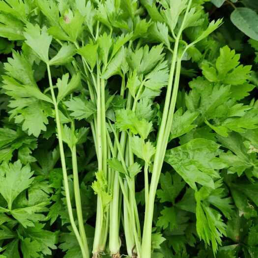 通海县小香芹