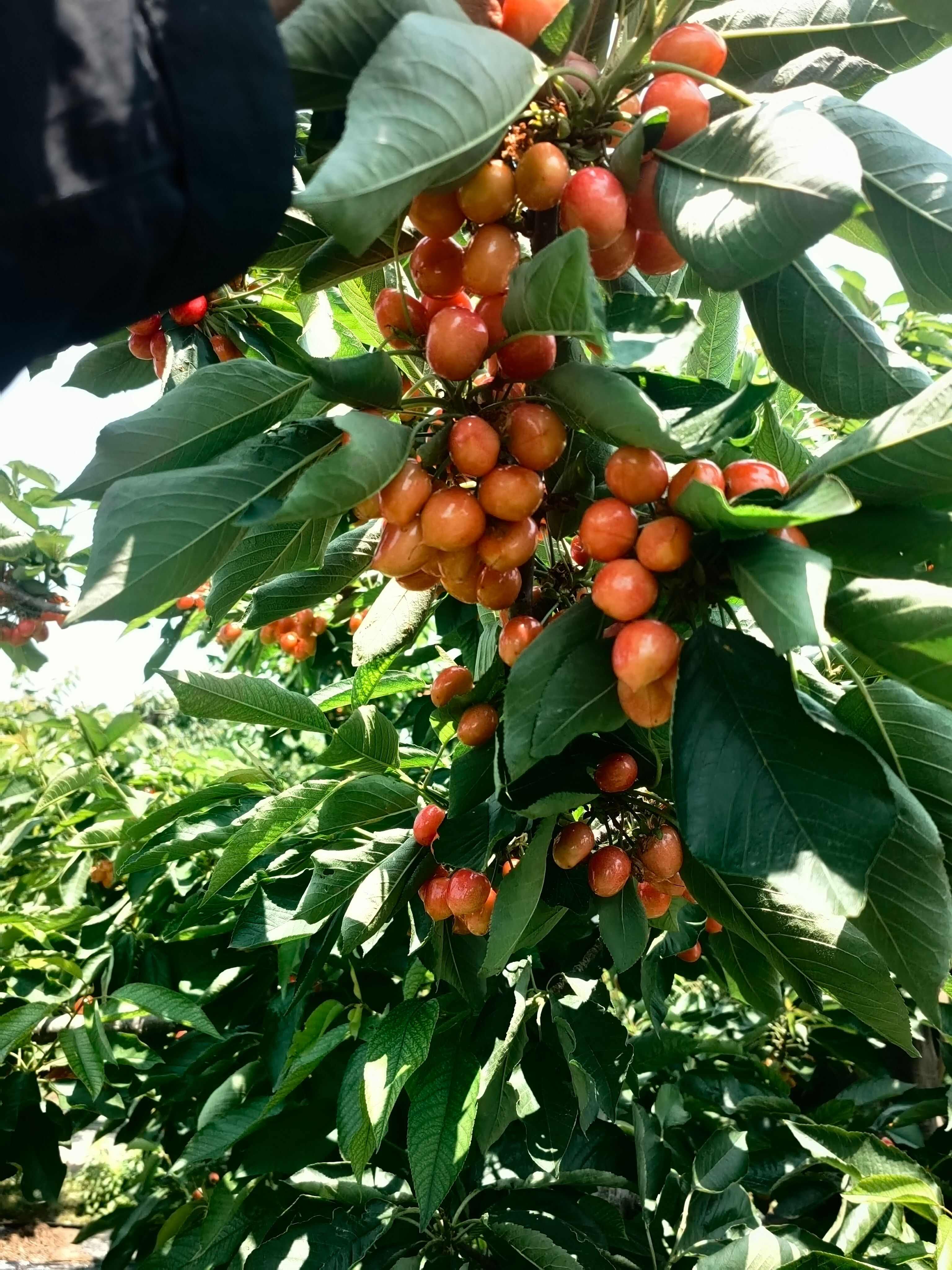 【实力】沙蜜托山西临汾产地直销可视频看货