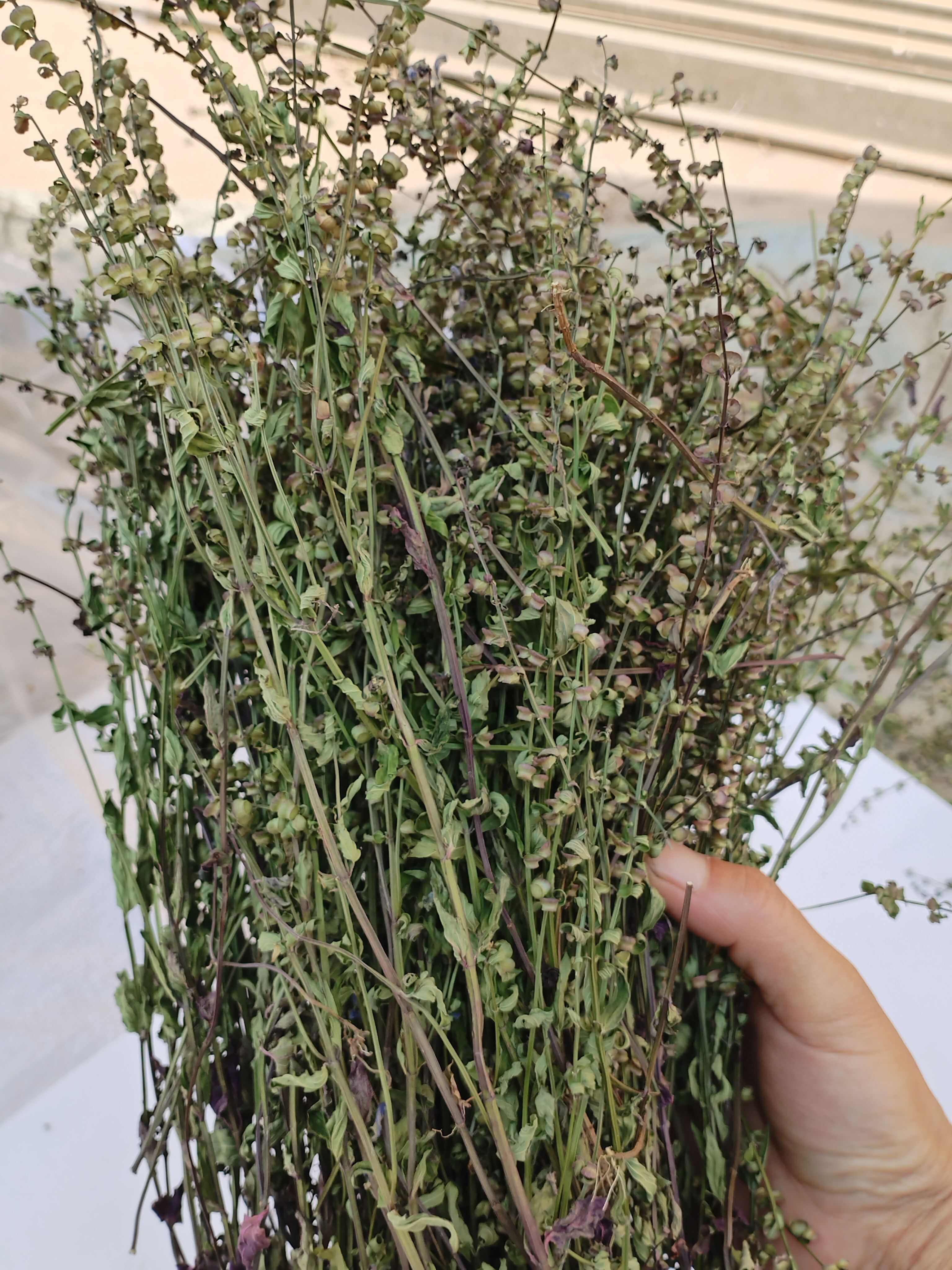【精品手选】整棵带根优质半枝莲，短杆色青 水洗干净，天然晾晒