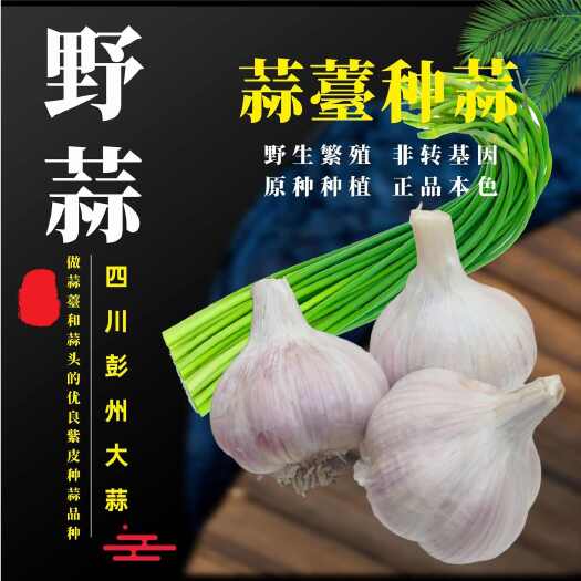 蒜薹蒜种四川彭州硬叶薹蒜早蒜寒蒜四季阳台大田紫皮大蒜种蒜香蒜