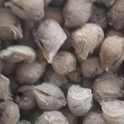 洛南县桑螵蛸