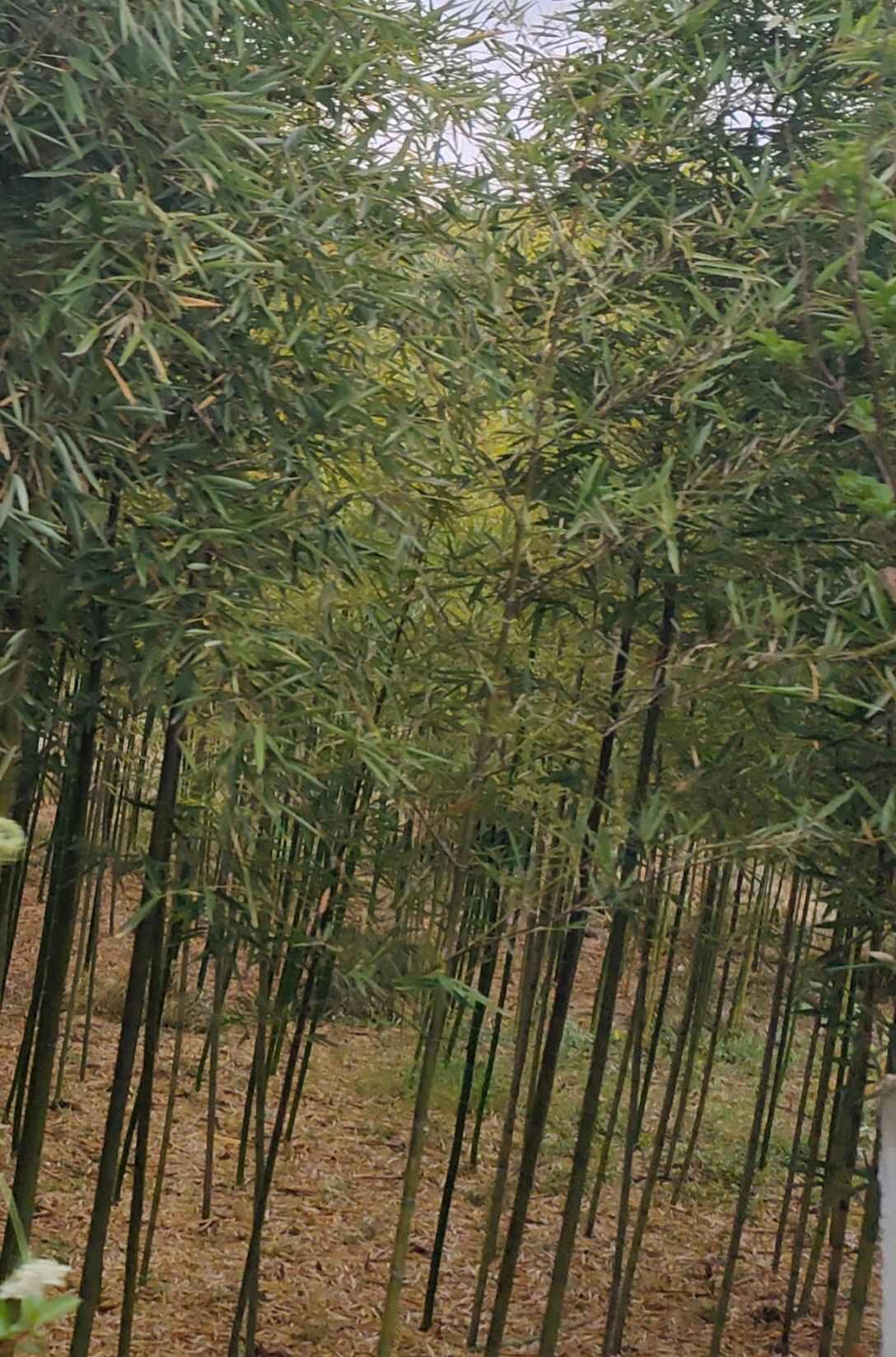 纯手工自然晾晒，无硫，笋尖