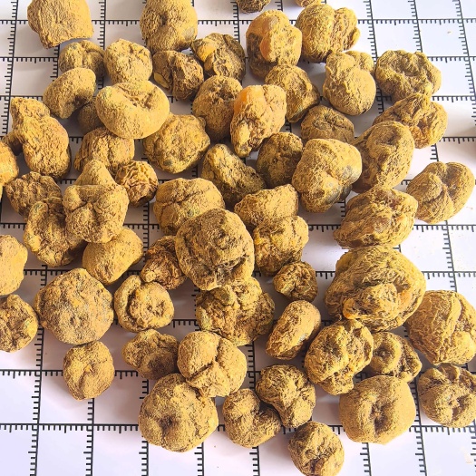 鄄城县元胡 延胡索过0.6筛延胡索个量大从优批发各种规格中药材