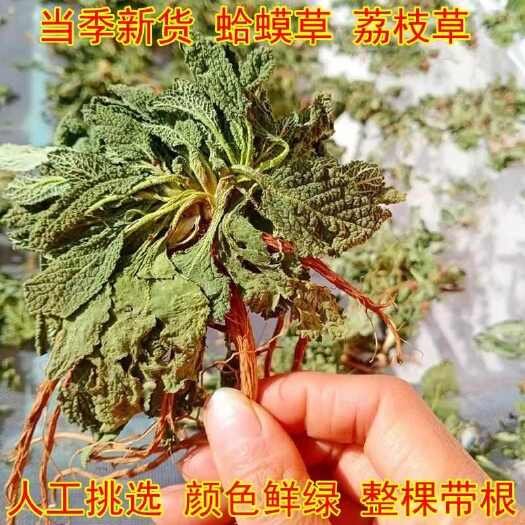 桐柏县河南南阳产优质荔枝草中药材 全草类药材批发零售 水洗带根全棵