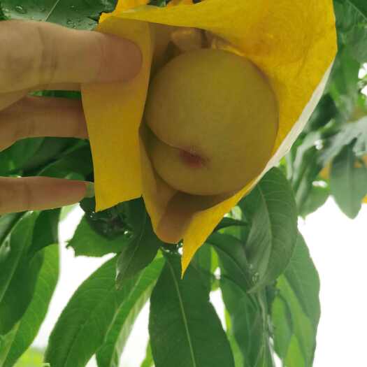 白凤湖景蜜露蜜桃    产地直发  个大味甜    果肉细嫩
