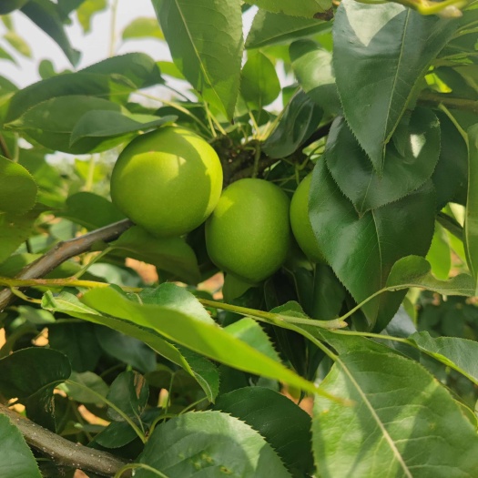襄樊湖北翠冠梨