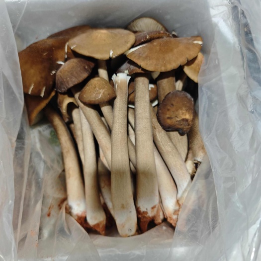 昆明露水鸡枞
