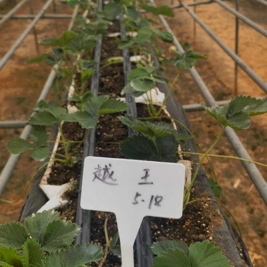 安顺越王草莓苗（穴盘育苗）