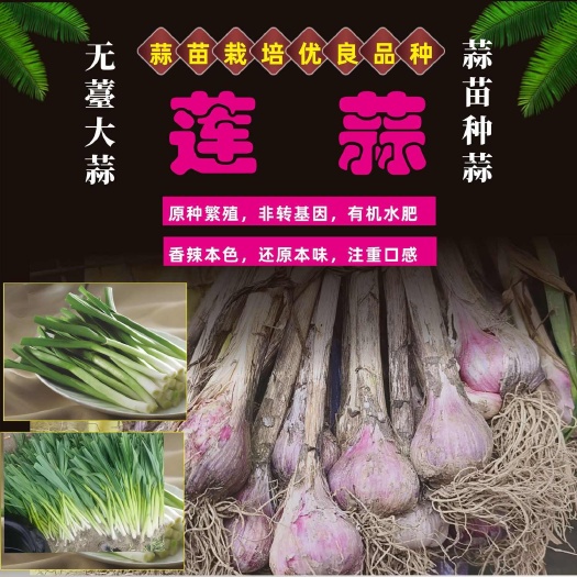 四季蒜苗种彭州软叶香蒜无薹阳台大田种植红根紫皮香蒜早蒜川蒜种