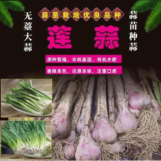 彭州市四季蒜苗种彭州软叶香蒜无薹阳台大田种植红根紫皮香蒜早蒜川蒜种