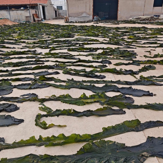 荣成市海带大量现货