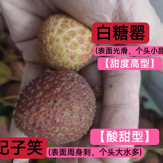 阳西县果园直发妃子笑白糖罂当天摘当天发