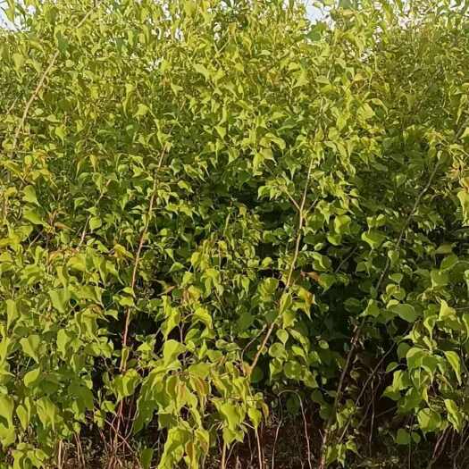 公主岭市山杏树杯苗