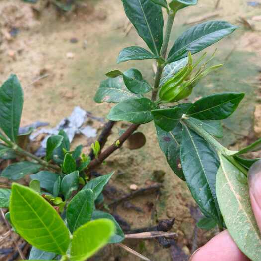 药栀子 已经结果