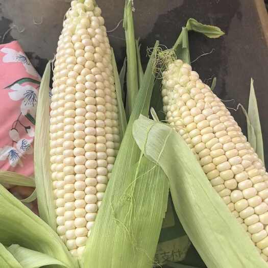 鸡泽县水果玉米