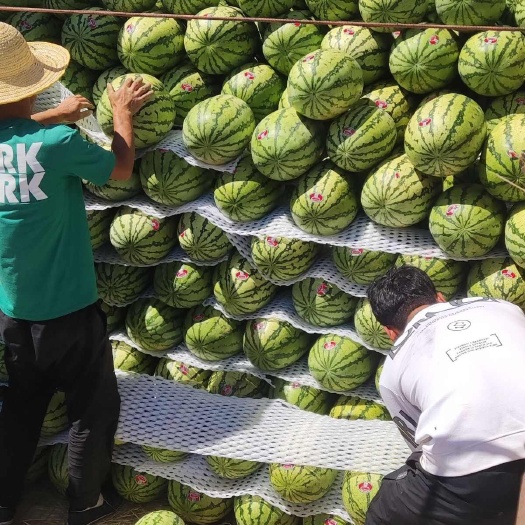 中宁县硒砂瓜