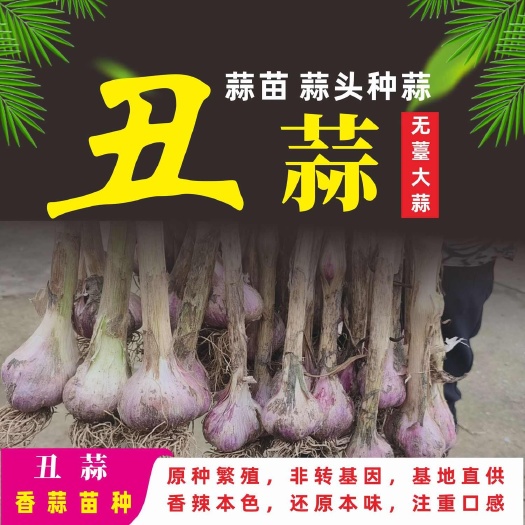 彭州市蒜苗种蒜四川彭州狗牙丑蒜无薹阳台大田四季种植红根紫皮香蒜早蒜
