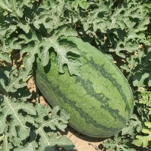 梁山县黄河滩大西瓜