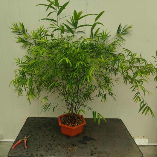 南靖县精品内门竹发丛林老桩盆口直径。一物一拍打木架发货