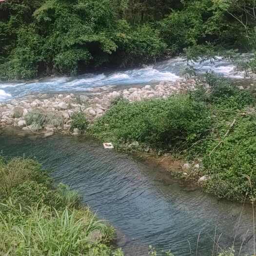 资源县高山溪流水养殖100天老鸭，谷物发酵饲料，肉质香甜紧实