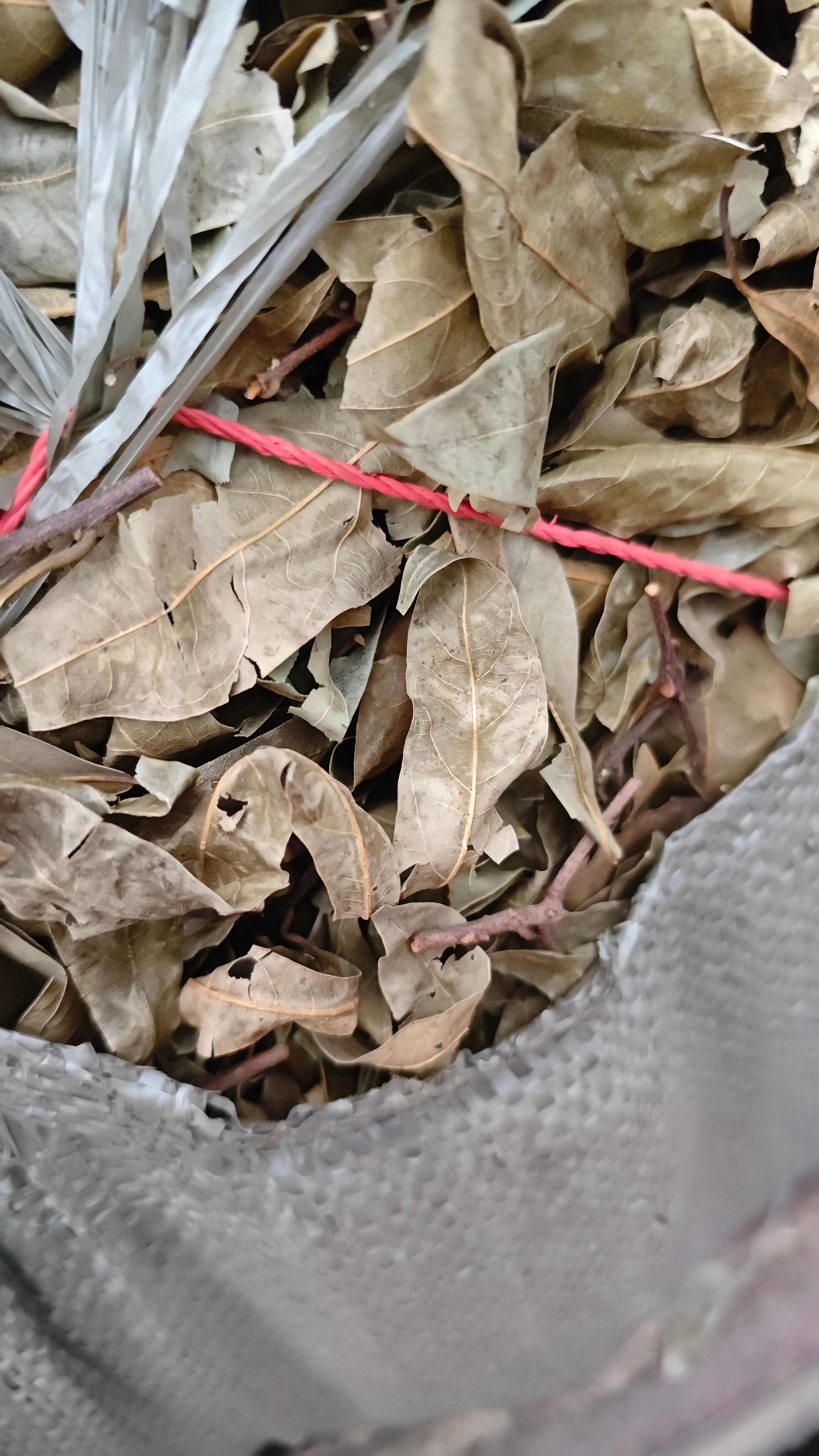 四川广元特产，老鹰茶，老阴茶，重庆火锅专用，商用批发，老英茶
