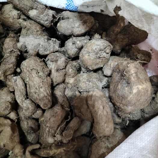 全州县山乌龟