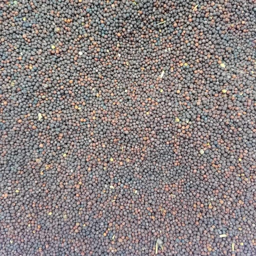罗平县油菜籽