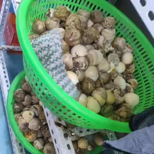 莘县毛蛋  通货