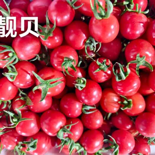 寿光市圣女果