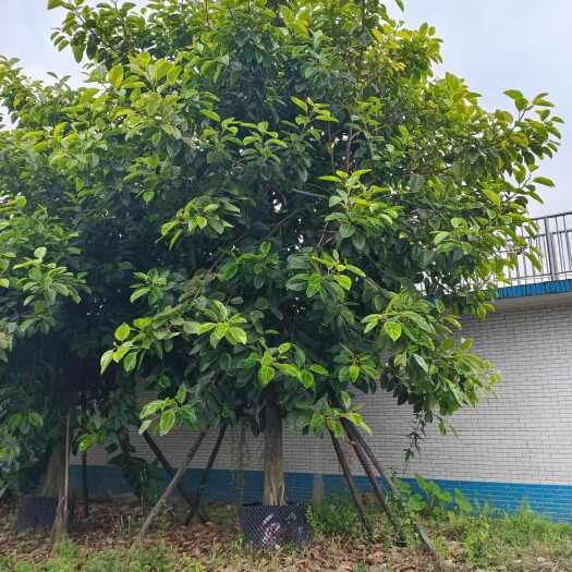 南靖县福建漳州供应优质蓝花楹苗木