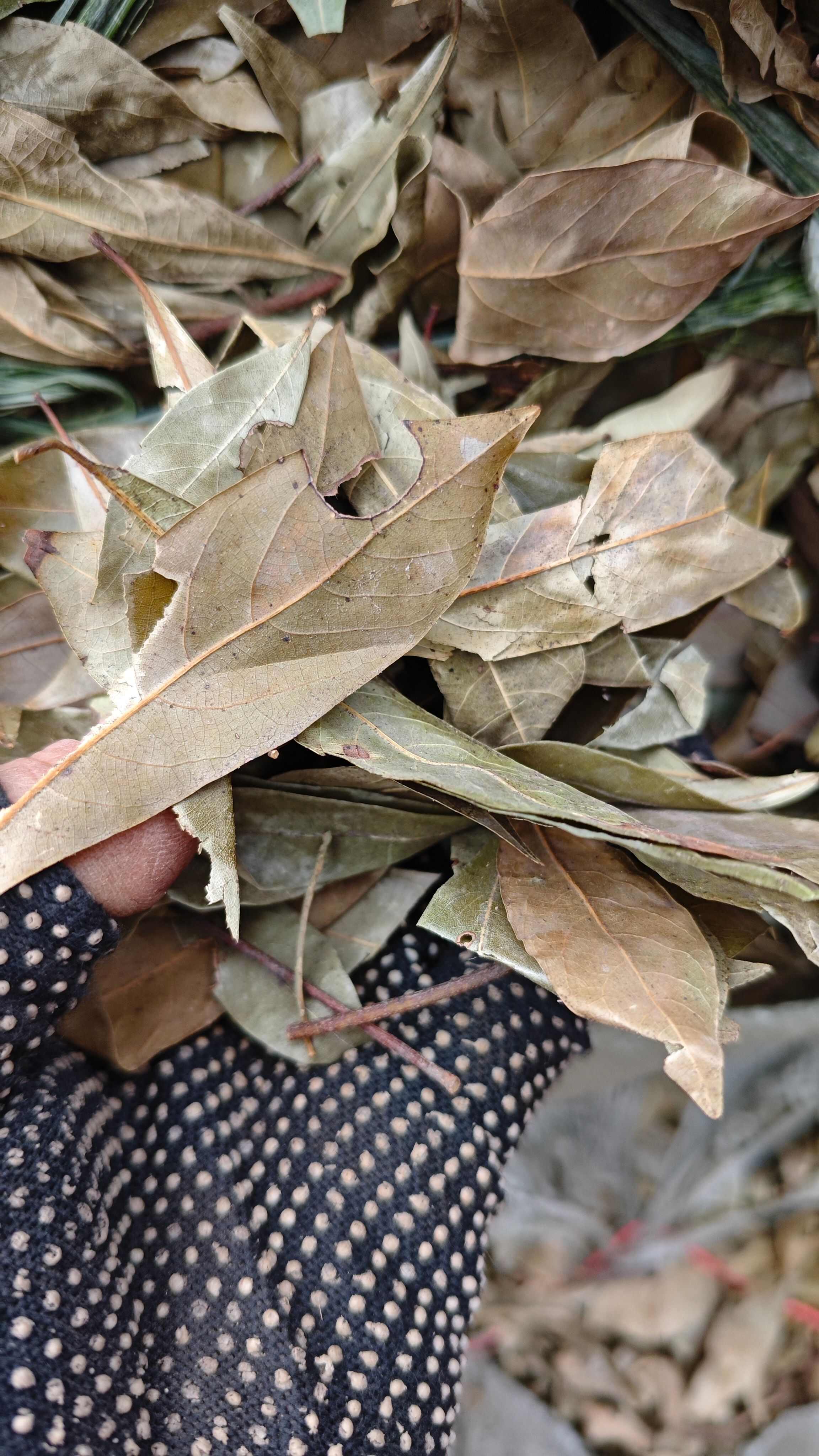 四川广元特产，老鹰茶，老阴茶，重庆火锅专用，商用批发，老英茶