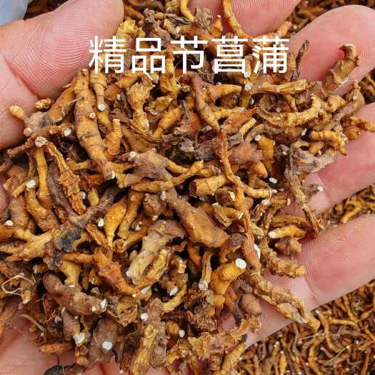 丹凤县秦岭高山九节菖蒲，农户自己采挖，水洗晒干